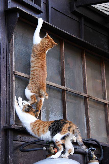 kendra cat 13