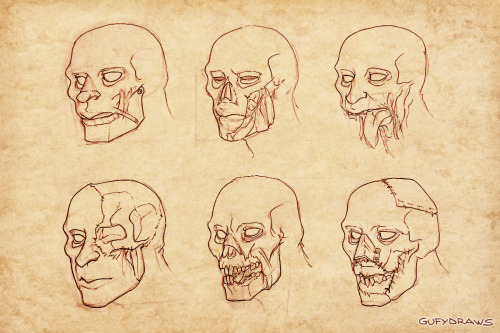 Part 2 of my project on the hypothetical anatomy of World of Warcraft&rsquo;s Horde races (up to