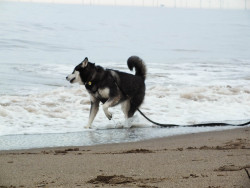 siberianhuskyandco:  If there are no dogs in heaven, then when I die I want to go where they went.- Will Rogers 