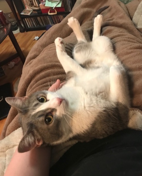 hawk-butt: I’m lying. This is where I lie.
