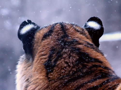 stuffidraw: tigers in the snow at the milwaukee county zoo