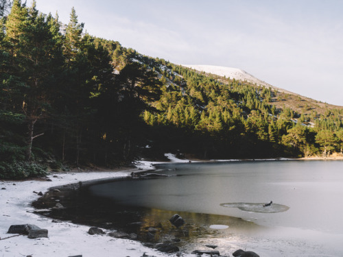 Glenmore National Forest, Cairngorms, Scotland