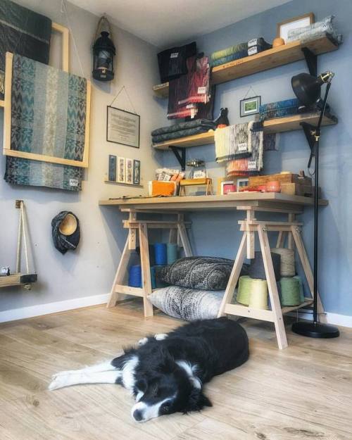 Finn enjoying the new studio! Follow the link in my bio to find out more and how to visit on the reo