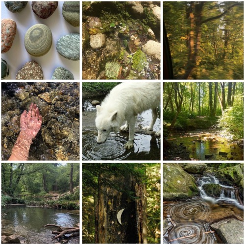 The Forest Calls Me