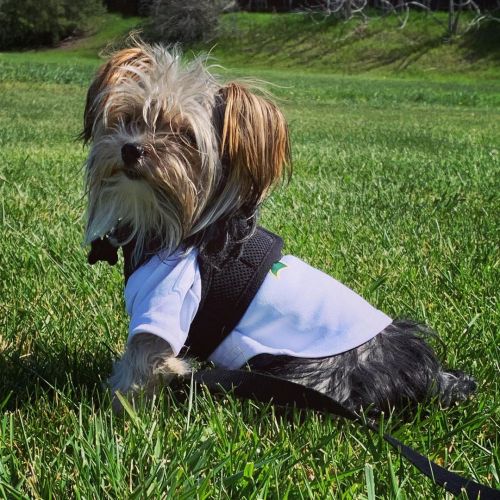 #Pepetheyorkie #Yorkiesofinstagram  Https://Www.instagram.com/P/Cms1Gjtrbfl/?Igshid=A1Lfx29Vanba