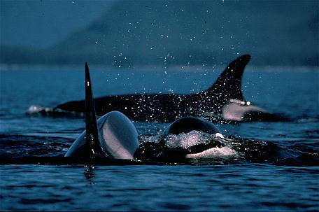 oceans-seas:  oceans-seas:  Killed if not captured - In 1965, the first-ever orca