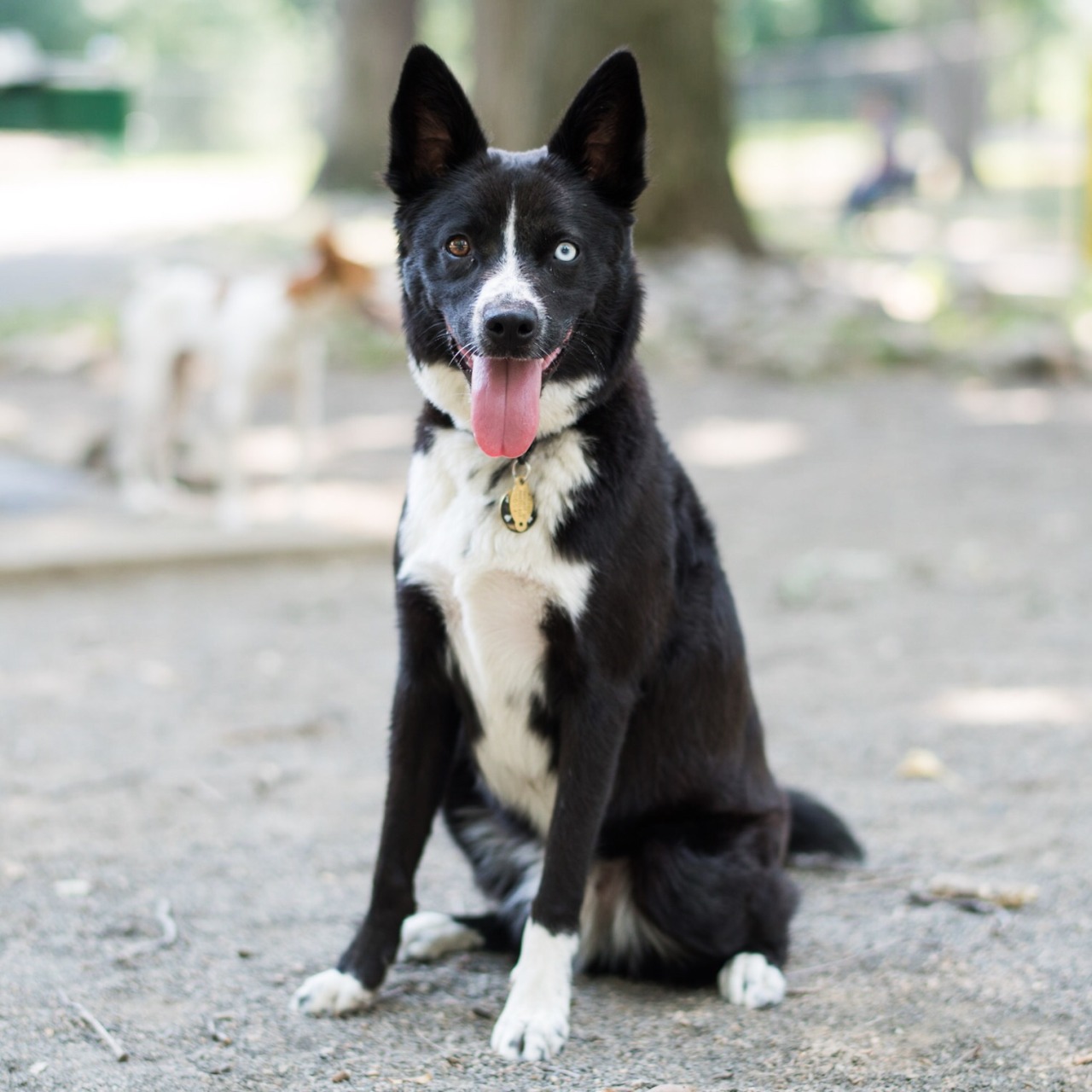 The Dogist Dante Border Collie Husky Mix 1 Y O Brookdale