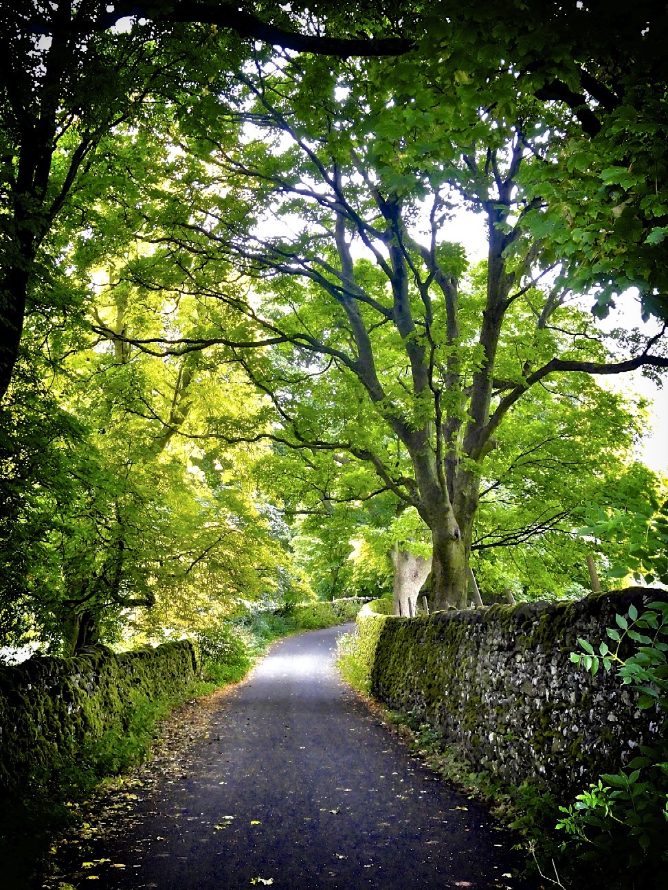 mbphotograph:  A road in the Yorkshire Dales in England. Follow me for more original