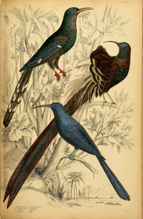 ooksaidthelibrarian:Edinburgh journal of natural history V1
