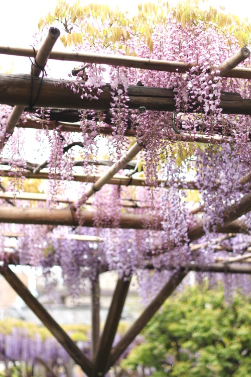 mangocrusades:Pink and purple wisteria..what lovely colors :)