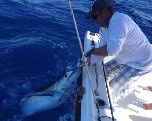 Marlin bleu pris sur Shortmad en Guadeloupe