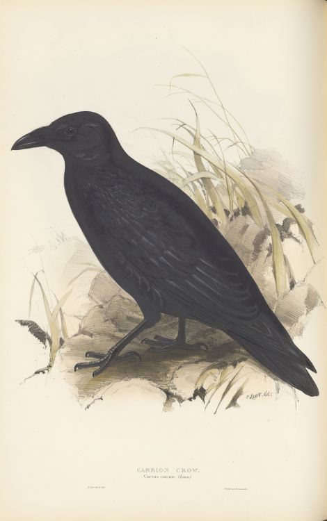 Carrion crow. From The birds of Europe v.03, 1837 by John Gould. Plates drawn from life and on stone by J. and E. Gould and E. Lear.