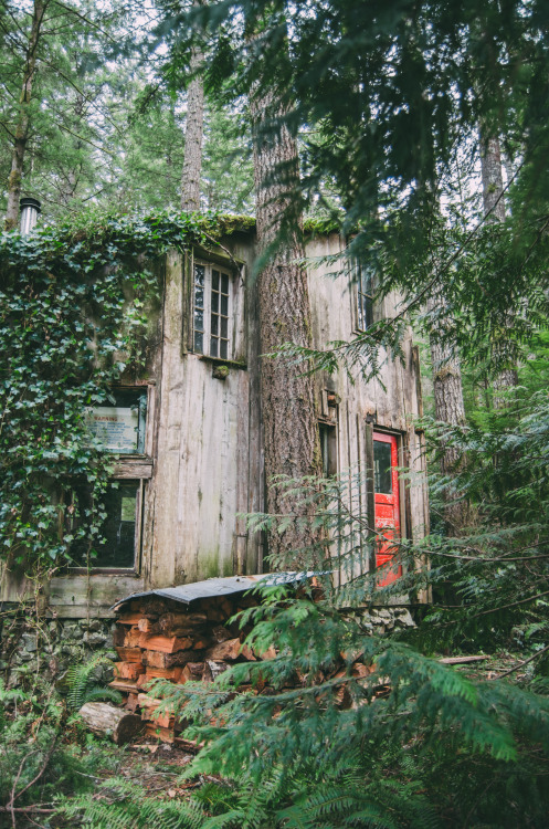 Forest Cabin