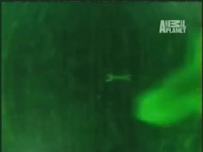 uhhh18:  fruitsoftheweb: angler fish mating customs“If you were a like a female