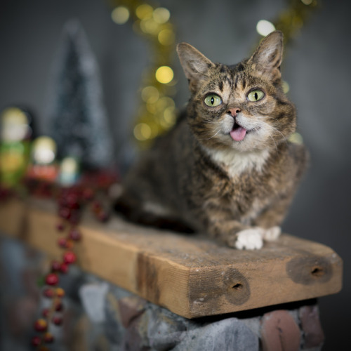 bublog:BUB is a great cat and a great mantlepiece decoration. GOOD JOB BUB!