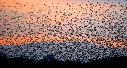 themoonphase:  kateoplis:  Murmurations,