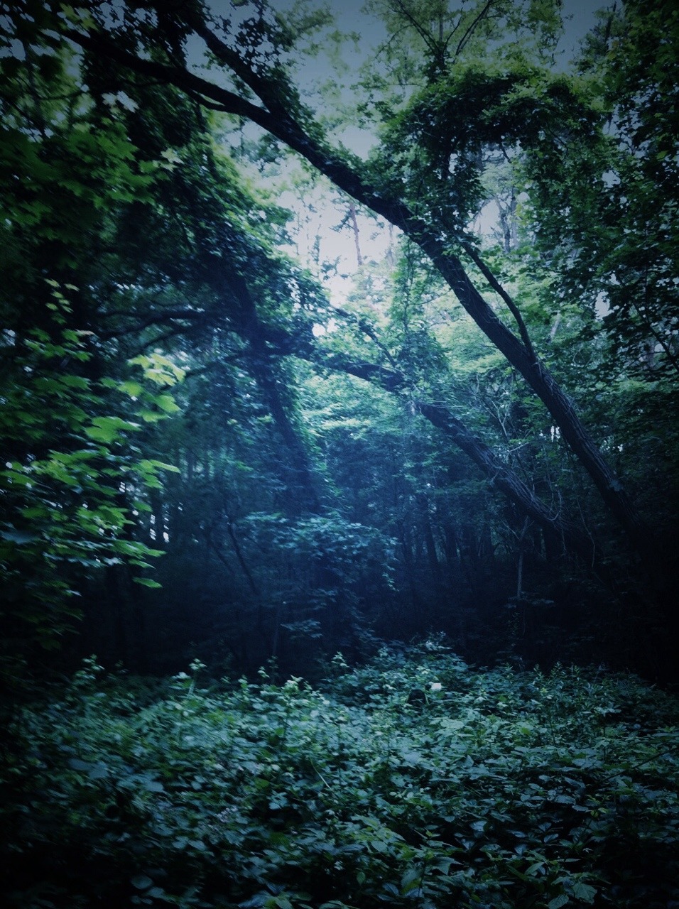 rasluka17:  Own! Went trough the woods today 