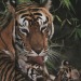 zegalba:Various National Geographic Magazine Scans.