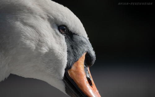 Mute Swan (Cygnus olor) – Leazes Park, Newcastle upon Tyne