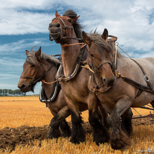 illogicalrabbit: scarlettjane22: Bram van Broekhoven @drtanner LOVELY HARDWORKING FRIENDS