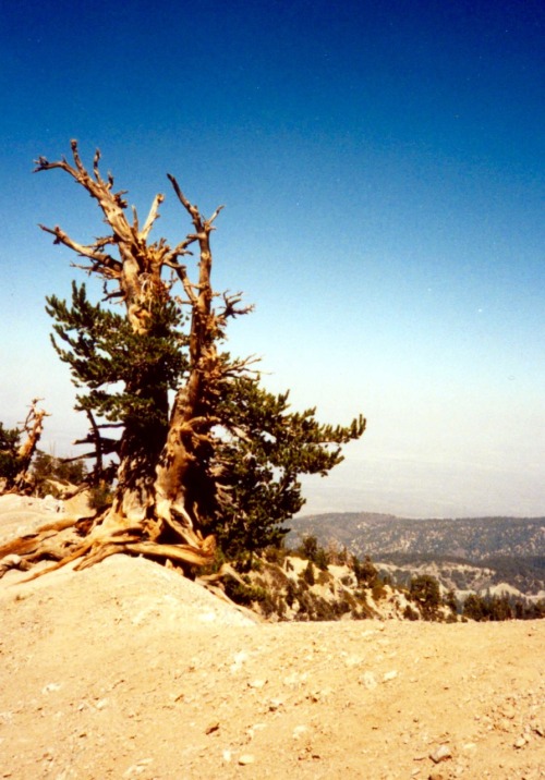 “Devil’s Backbone,” Hiking Trail to Summit of Mt. St. Antonio (Old Baldy), Highest Point in Los Ange