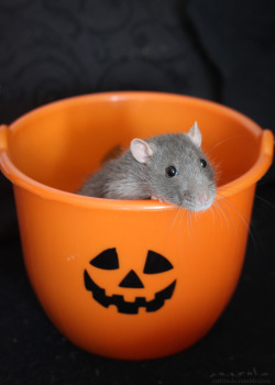 rattitude:  Bucket-o-cute 