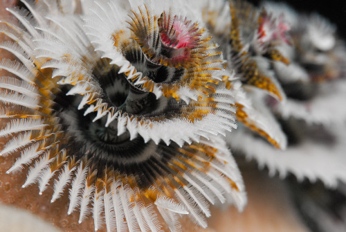 ijustlovesharks: Christmas Tree Worms - [1] [2] [3] [4] [5] [6] 