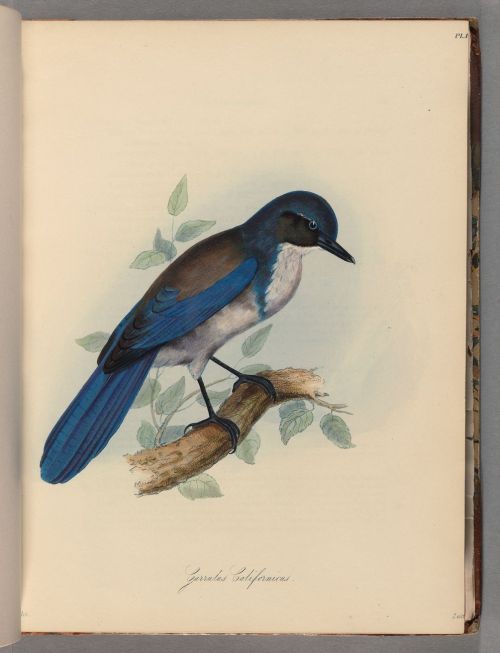 Beechey, Frederick William. The zoology of Captain Beechey’s voyage, 1839.Typ 805L.39Houghton 