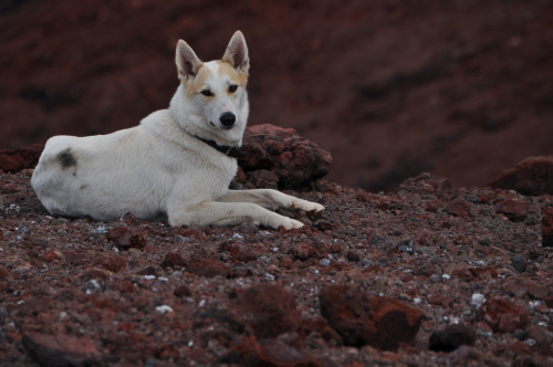 simply-canine:by Marie-Laure Even // East Siberian Laika