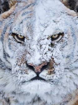 blazepress:  Tigers don’t do snow fights, but if they did…