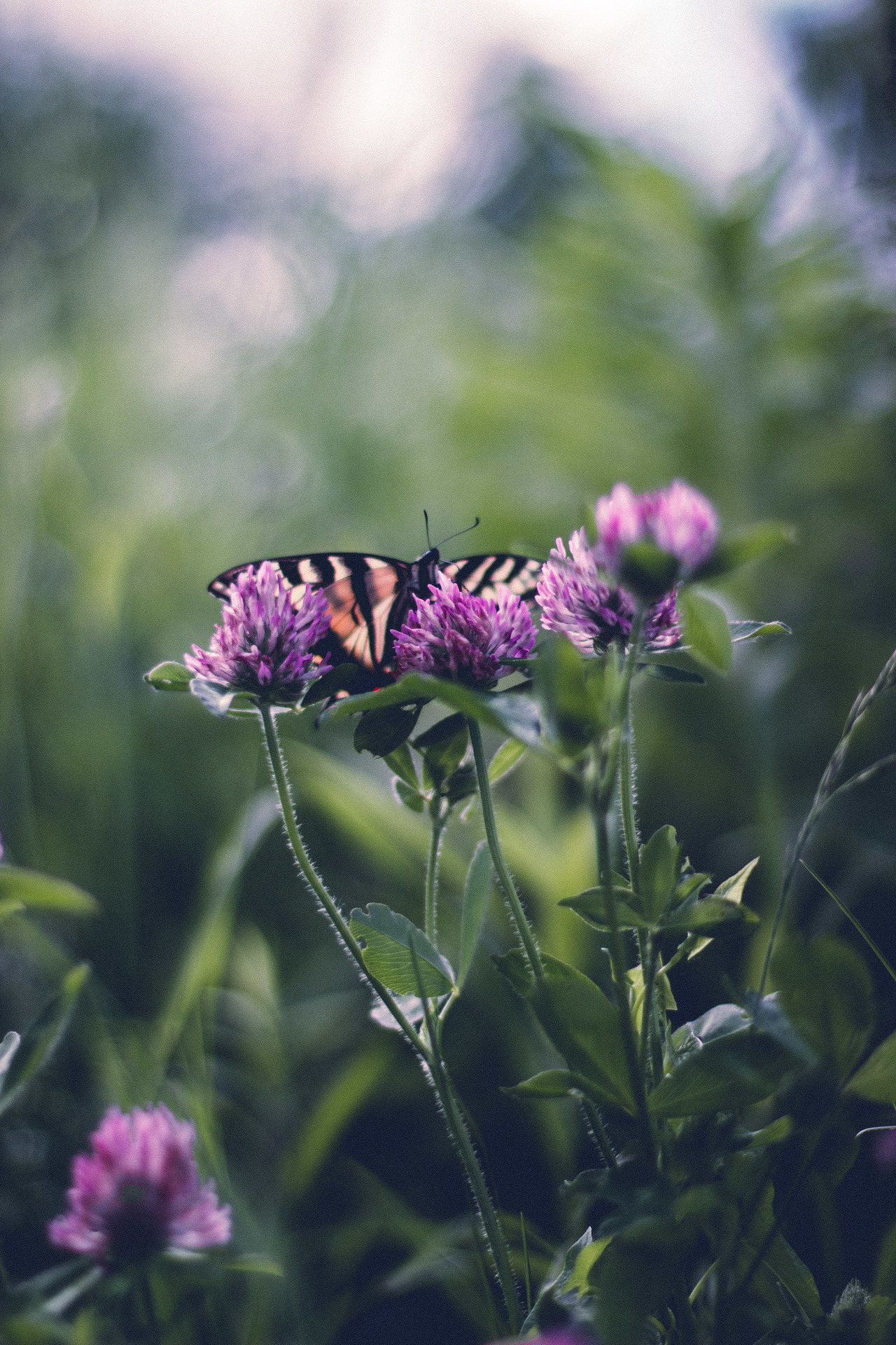 rabbitinthemeadow:   Teeming in radiant, and unabashed frivolity // Part 8