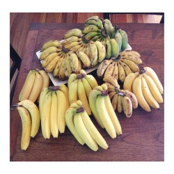 cleanbodyfreshstart:  All the bananas that are in my house at the moment {sugar bananas, monkey bananas and cavendish bananas} 