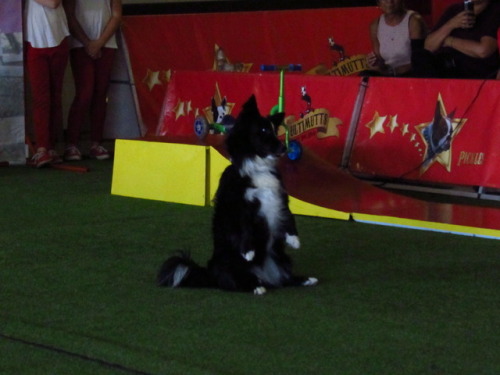 Ultimutts Pet Show.This Oreo.This what happens when you cross a Corgi with a Border Collie.You get a
