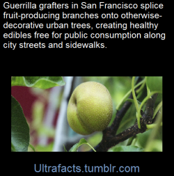 ultrafacts:  A subversive urban agricultural