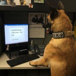 doggos-with-jobs:good boy cleaning up the