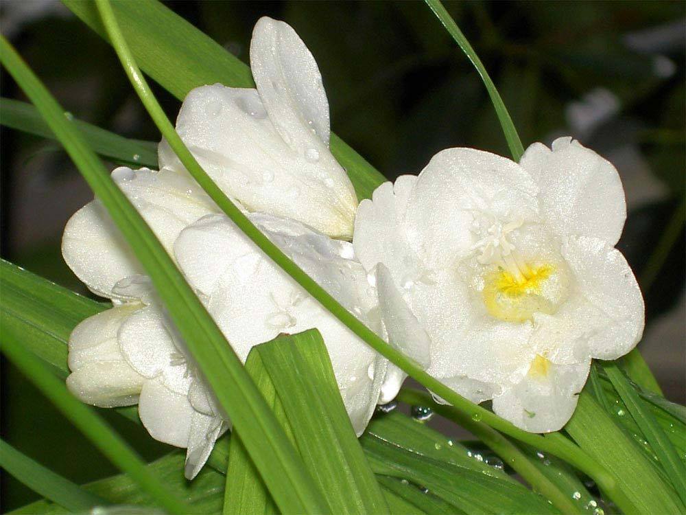 Frésia (junquilho) - Flor muito utilizada na... | Blog das Flores