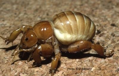 dimetrodone: I love Cooloola monsters so much they look like really chunky Jeruselum