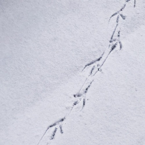 Little feet . . #snow #littlefeet #birdsfeed #beastfromtheeast #wrexham #wales #white #art #artisti