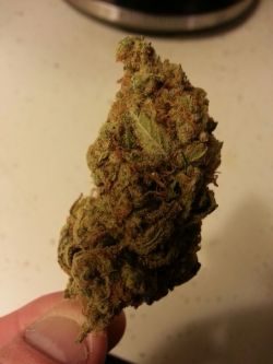 papasmurf419:  Vanilla kush