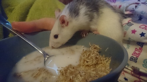 Someone likes to help me with my rice milk both before and after I finish my breakfast.