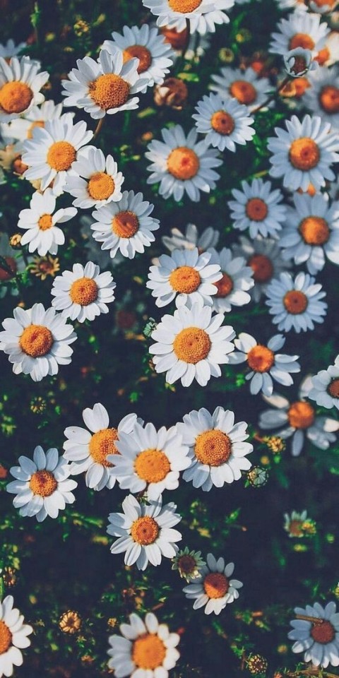aestheticswalls on Tumblr