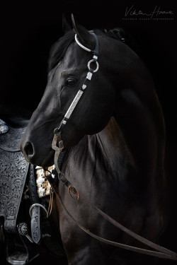 the-love-of-horses:(via Isaac by Viktoria