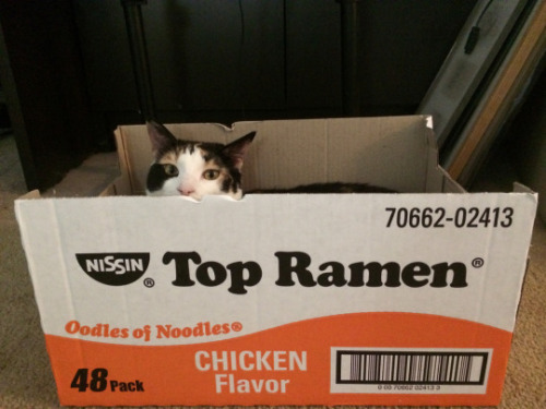 It’s the 105th birthday of Momofuku Ando, the inventor of instant ramen. Kitties of the world salute