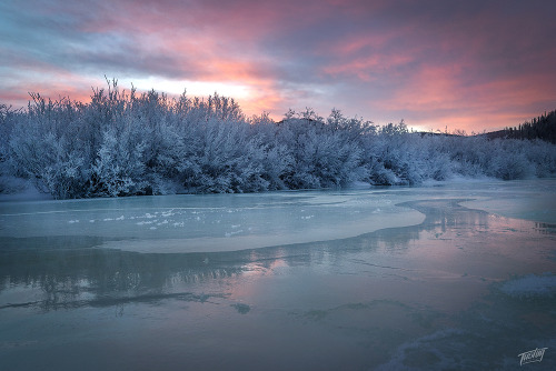 These amazing photos of snowy trees in Mongolia are by Khishigtogtokh Tushig. You can see more of Tu