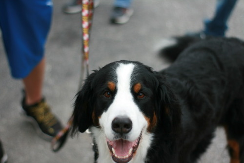 At Hysteria Brewing Company for today’s Historic Ellicott City fundraiser! Took the 50mm lens for a 