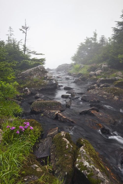 cuiledhwenofthegreenforest:     Melakwa Lakes Creek in Fog  by Lee Rentz 