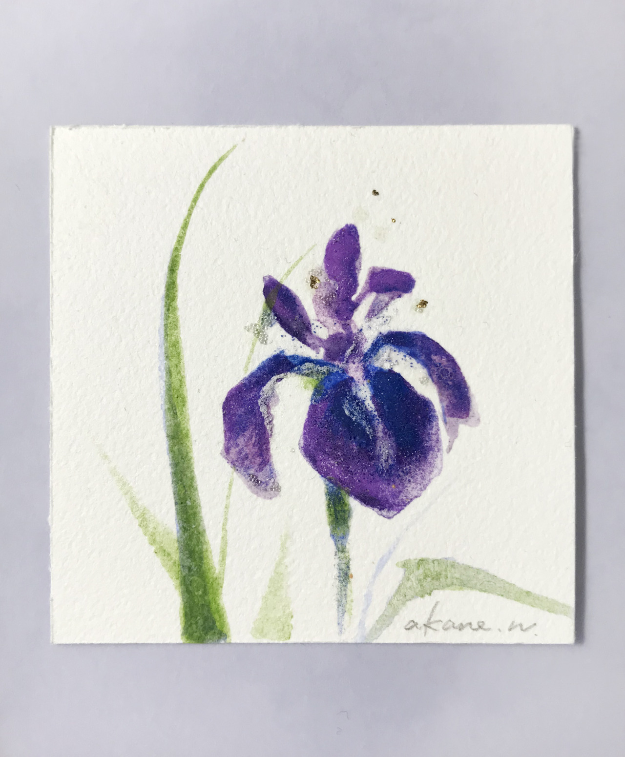 Iris Laevigata Tumblr Posts Tumbral Com Iris Laevigata Tumblr Posts Tumbral Com