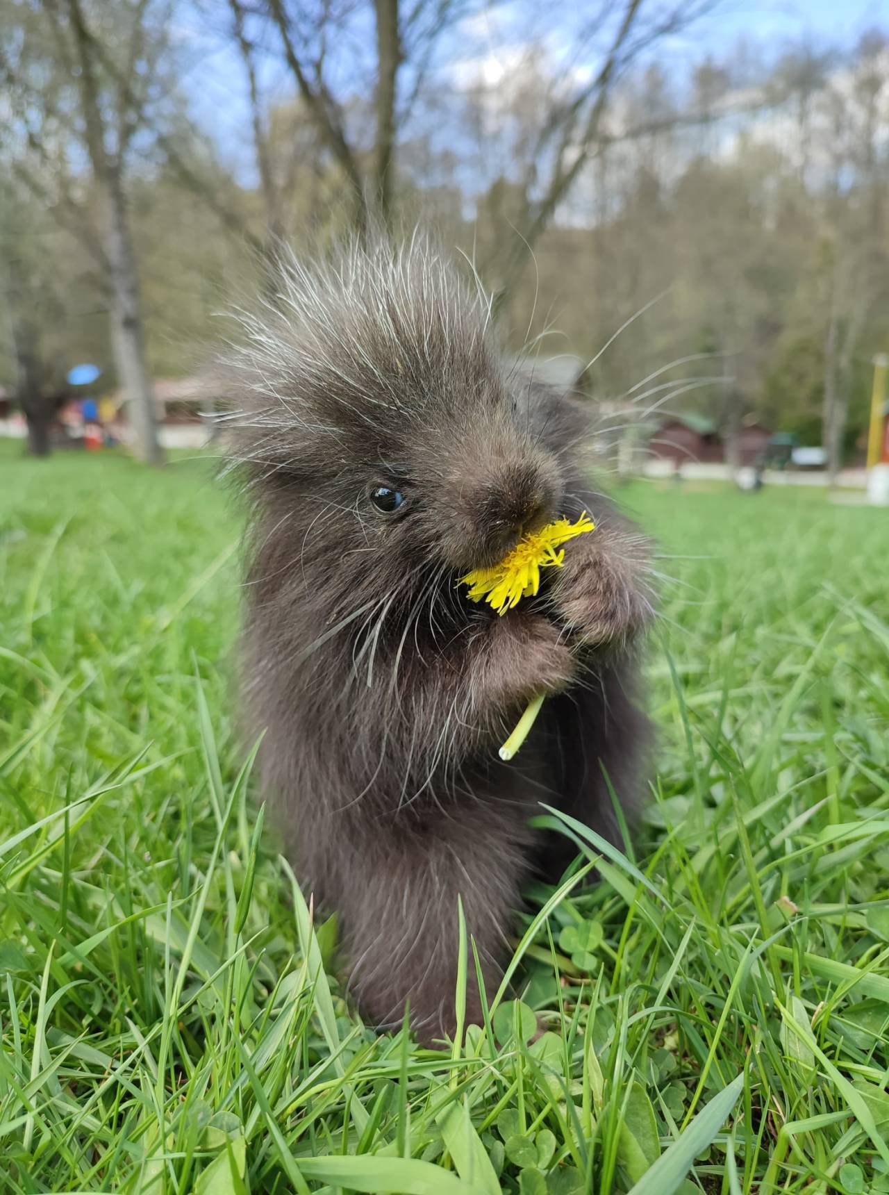 1 month old porcupine from Slovak Zoo