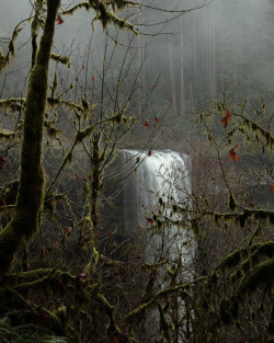 jmswts:  Waterfall Within Forest, Oregon.