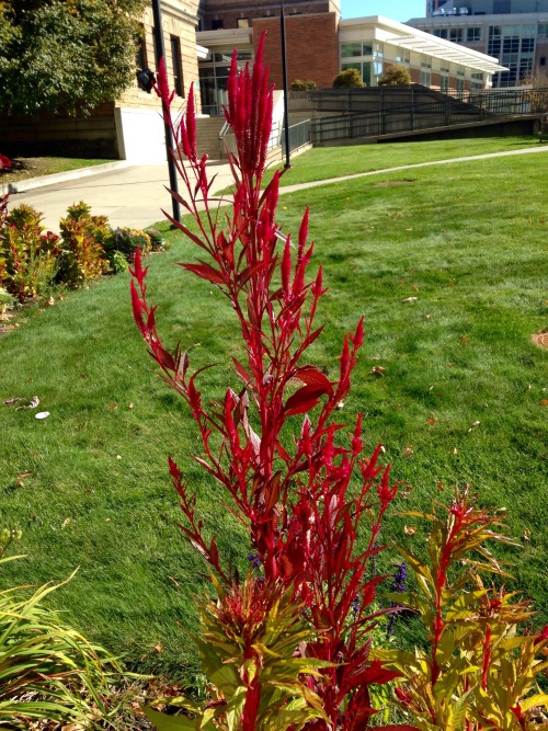 I always pass this beautiful Ruby-colored plant on my campus. Today I stopped and took a few picture